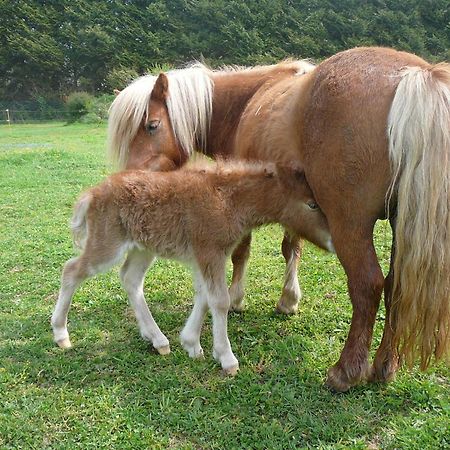 La Ferme De Kerhors Otel Tréméoc Dış mekan fotoğraf